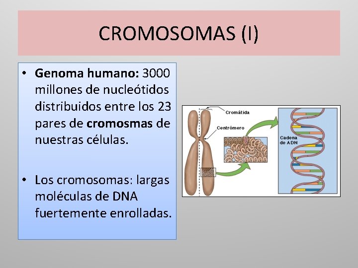 CROMOSOMAS (I) • Genoma humano: 3000 millones de nucleótidos distribuidos entre los 23 pares