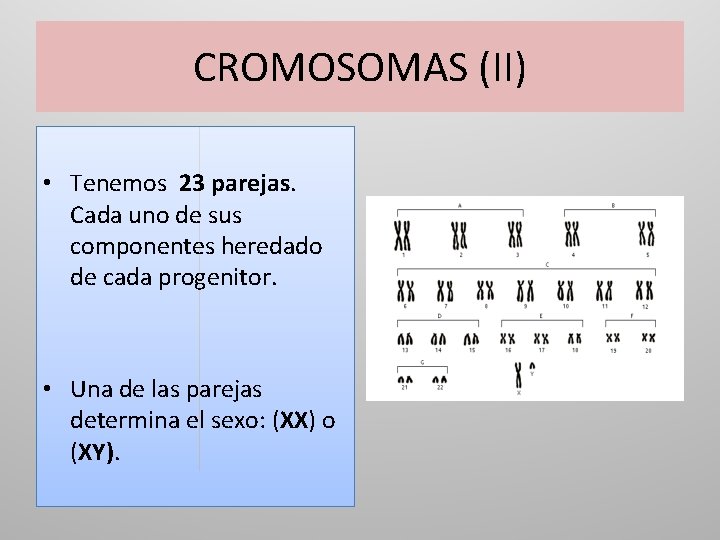 CROMOSOMAS (II) • Tenemos 23 parejas. Cada uno de sus componentes heredado de cada