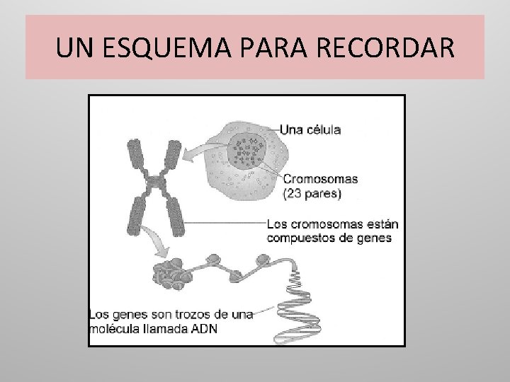 UN ESQUEMA PARA RECORDAR 