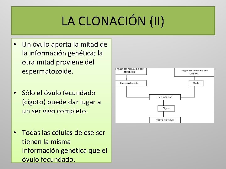 LA CLONACIÓN (II) • Un óvulo aporta la mitad de la información genética; la