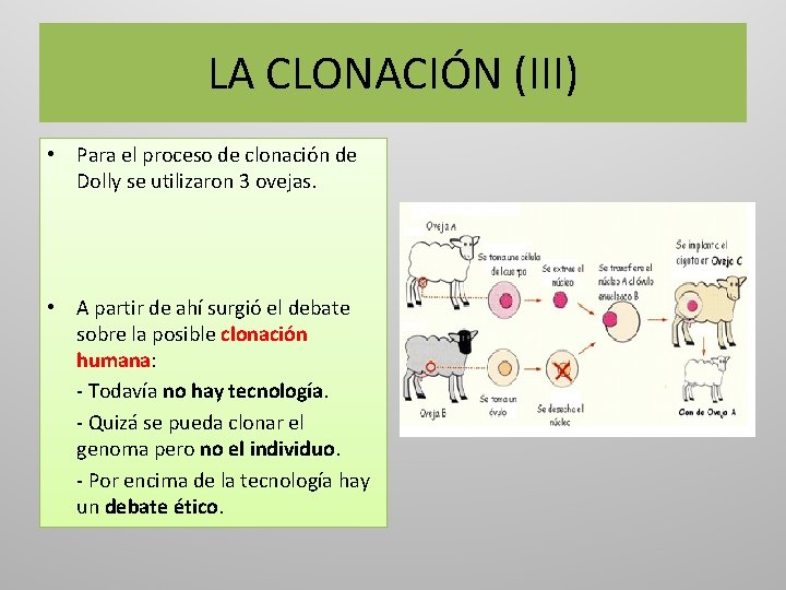 LA CLONACIÓN (III) • Para el proceso de clonación de Dolly se utilizaron 3