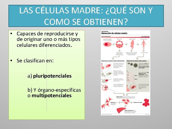 LAS CÉLULAS MADRE: ¿QUÉ SON Y COMO SE OBTIENEN? • Capaces de reproducirse y