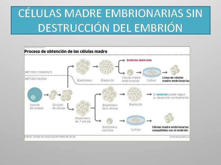 CÉLULAS MADRE EMBRIONARIAS SIN DESTRUCCIÓN DEL EMBRIÓN 