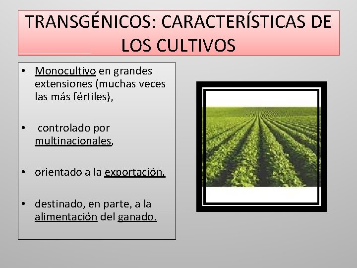 TRANSGÉNICOS: CARACTERÍSTICAS DE LOS CULTIVOS • Monocultivo en grandes extensiones (muchas veces las más