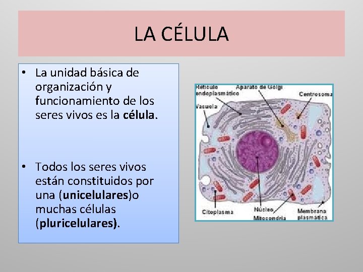 LA CÉLULA • La unidad básica de organización y funcionamiento de los seres vivos