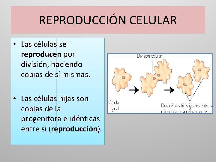 REPRODUCCIÓN CELULAR • Las células se reproducen por división, haciendo copias de sí mismas.