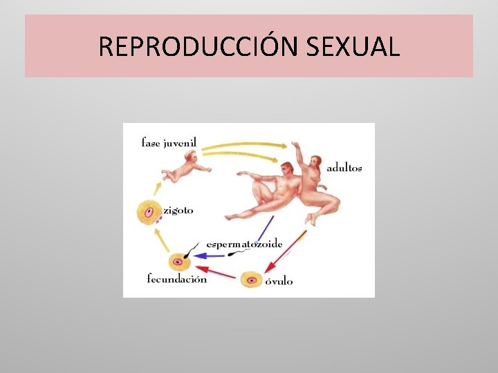 REPRODUCCIÓN SEXUAL 