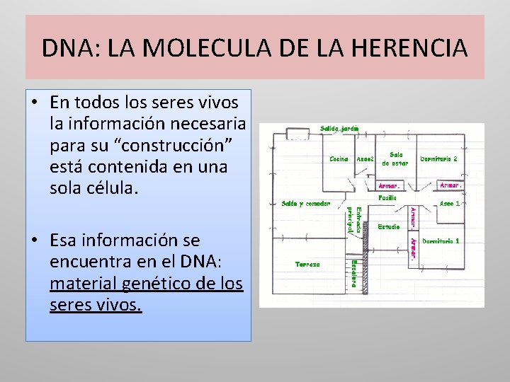 DNA: LA MOLECULA DE LA HERENCIA • En todos los seres vivos la información