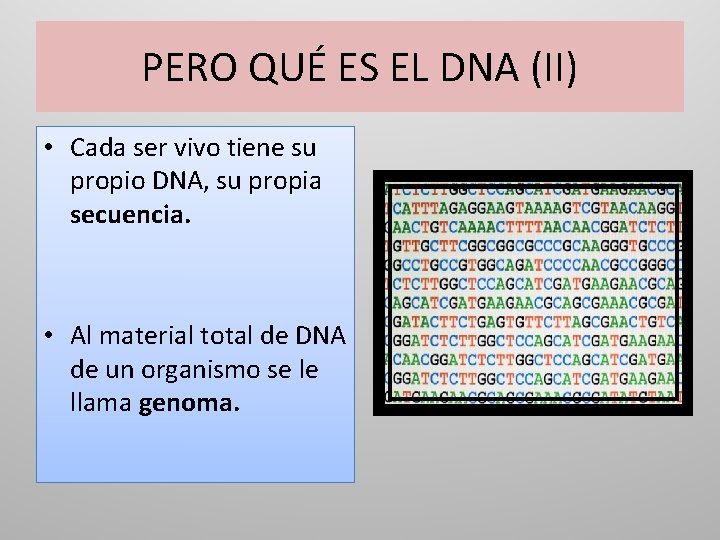 PERO QUÉ ES EL DNA (II) • Cada ser vivo tiene su propio DNA,
