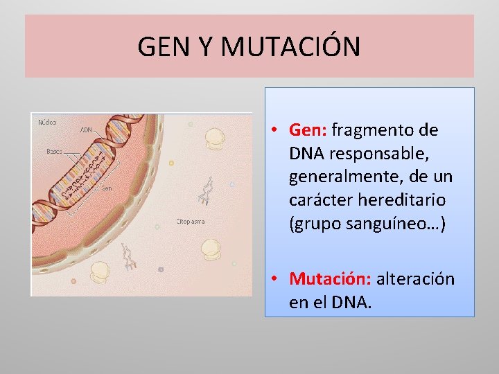 GEN Y MUTACIÓN • Gen: fragmento de DNA responsable, generalmente, de un carácter hereditario