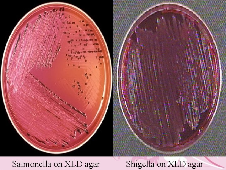 Salmonella on XLD agar Shigella on XLD agar 