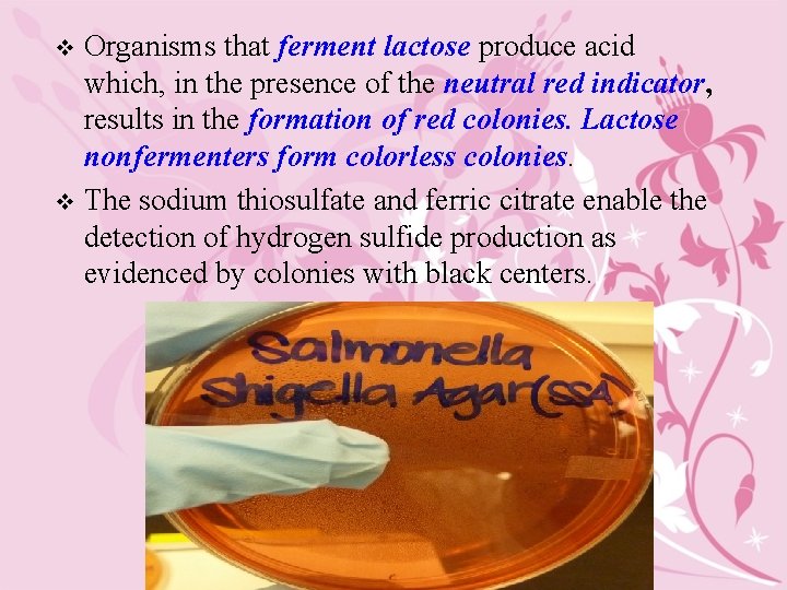 Organisms that ferment lactose produce acid which, in the presence of the neutral red