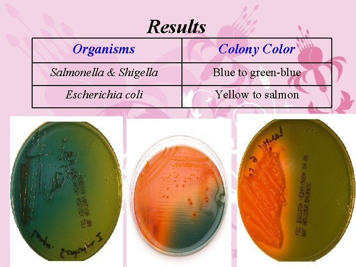 Results Organisms Colony Color Salmonella & Shigella Blue to green-blue Escherichia coli Yellow to