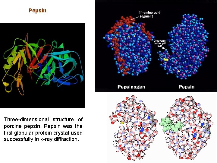 Pepsin Three-dimensional structure of porcine pepsin. Pepsin was the first globular protein crystal used