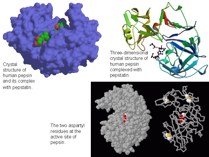 Three-dimensional crystal structure of human pepsin complexed with pepstatin. Crystal structure of human pepsin