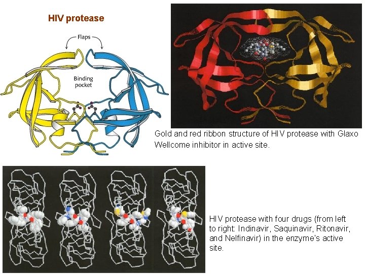 HIV protease Gold and red ribbon structure of HIV protease with Glaxo Wellcome inhibitor