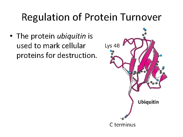 Regulation of Protein Turnover • The protein ubiquitin is used to mark cellular proteins