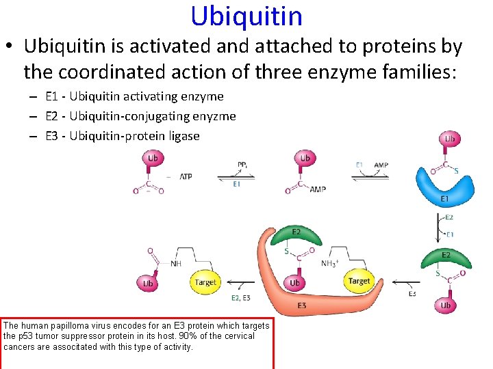 Ubiquitin • Ubiquitin is activated and attached to proteins by the coordinated action of