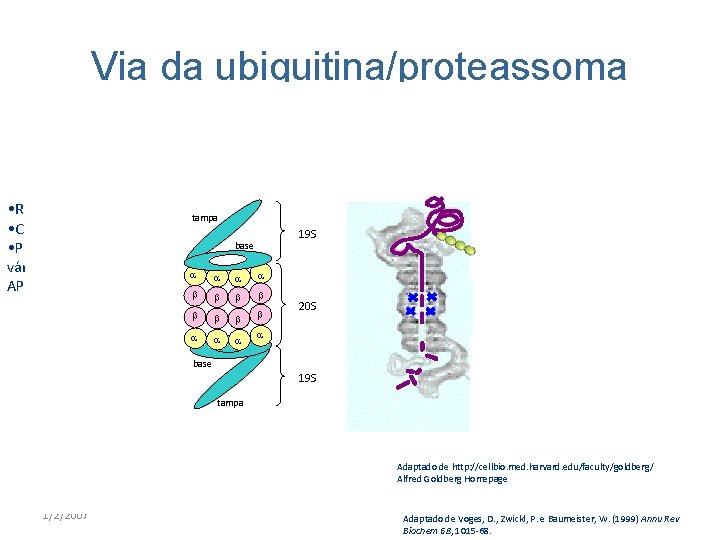 Via da ubiquitina/proteassoma Péptidos Conjugação (E 3) Substrato Endocitose Degradação lisossomal Trânsito Expressão/silenciação de