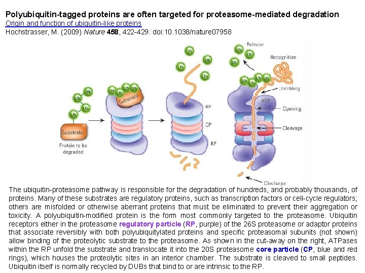 Polyubiquitin-tagged proteins are often targeted for proteasome-mediated degradation Origin and function of ubiquitin-like proteins