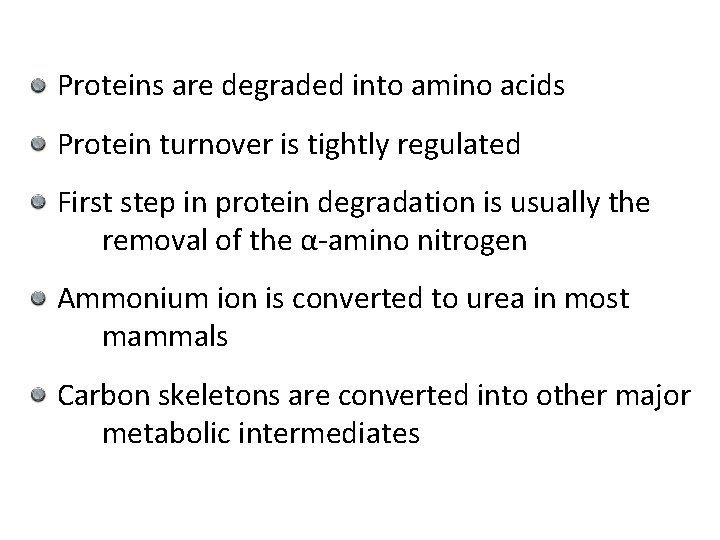 Proteins are degraded into amino acids Protein turnover is tightly regulated First step in