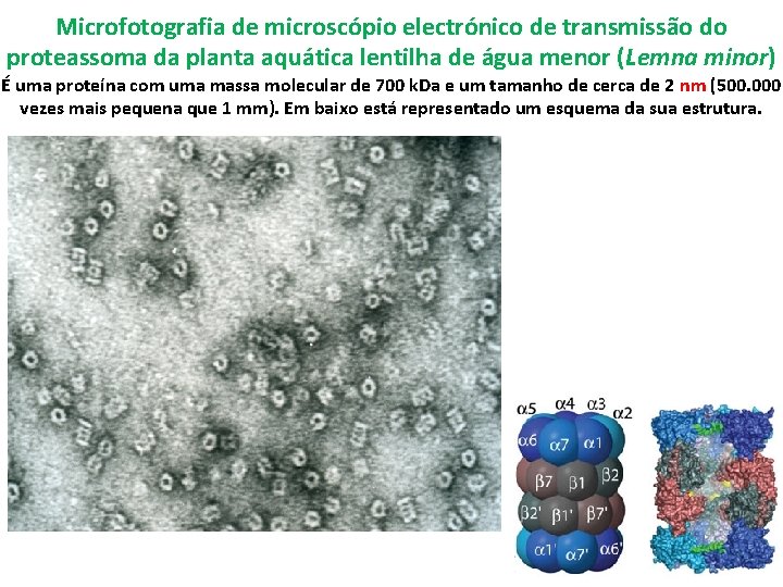 Microfotografia de microscópio electrónico de transmissão do proteassoma da planta aquática lentilha de água