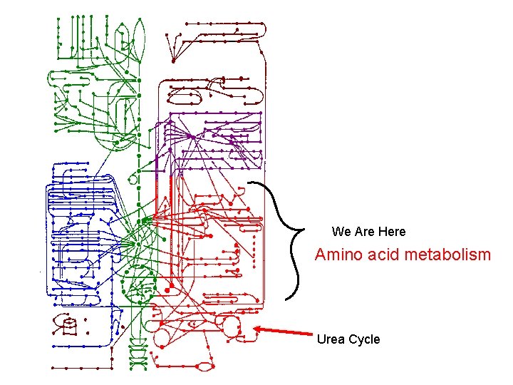 We Are Here Amino acid metabolism Urea Cycle 