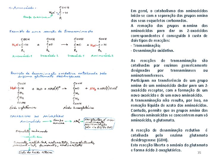 Em geral, o catabolismo dos aminoácidos inicia-se com a separação dos grupos amina dos