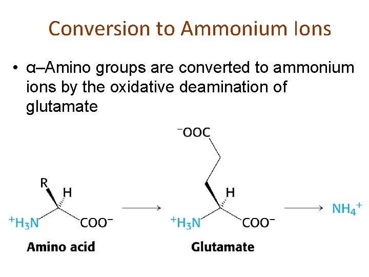 Conversion to Ammonium Ions • α–Amino groups are converted to ammonium ions by the