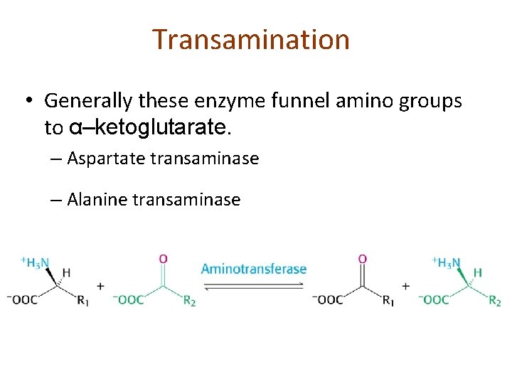 Transamination • Generally these enzyme funnel amino groups to α–ketoglutarate. – Aspartate transaminase –