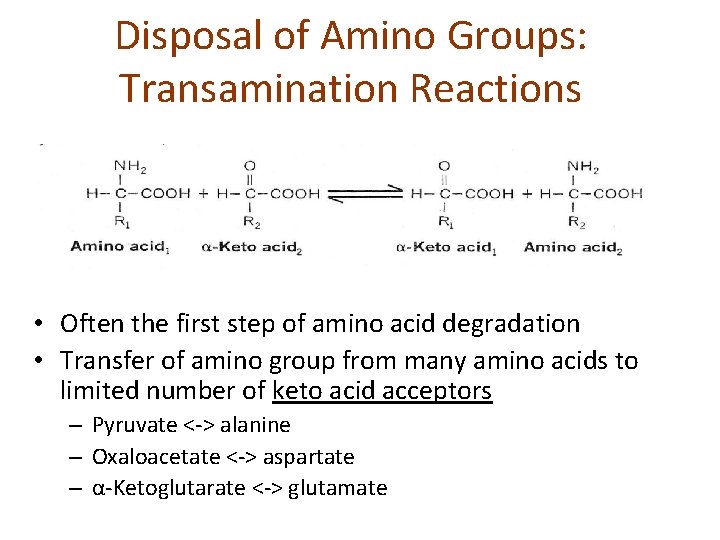 Disposal of Amino Groups: Transamination Reactions • Often the first step of amino acid