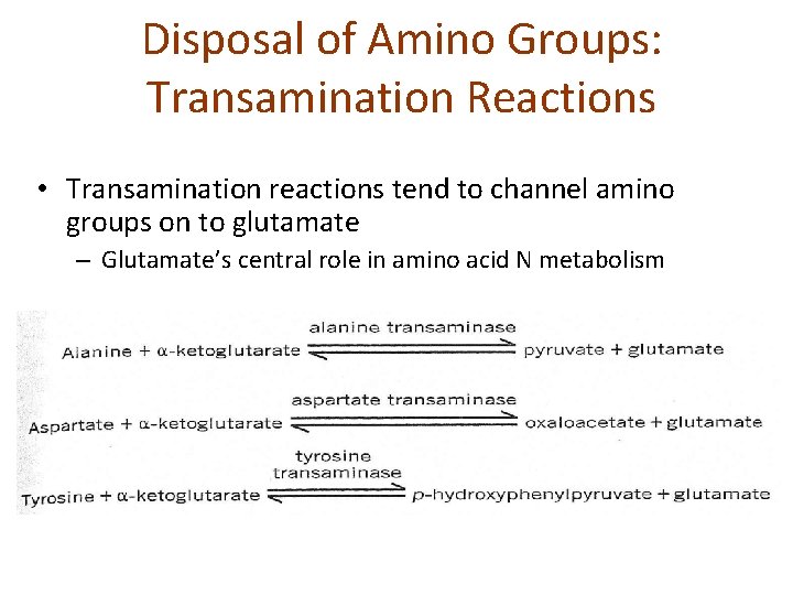 Disposal of Amino Groups: Transamination Reactions • Transamination reactions tend to channel amino groups