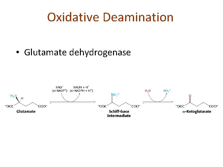 Oxidative Deamination • Glutamate dehydrogenase 