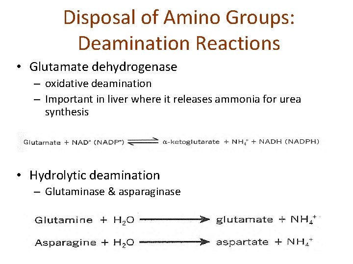 Disposal of Amino Groups: Deamination Reactions • Glutamate dehydrogenase – oxidative deamination – Important