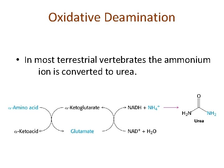 Oxidative Deamination • In most terrestrial vertebrates the ammonium ion is converted to urea.