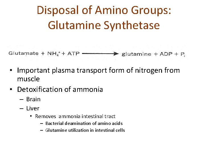 Disposal of Amino Groups: Glutamine Synthetase • Important plasma transport form of nitrogen from