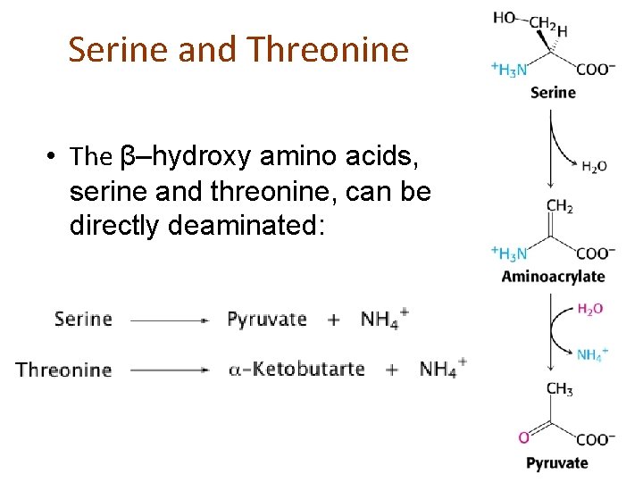 Serine and Threonine • The β–hydroxy amino acids, serine and threonine, can be directly