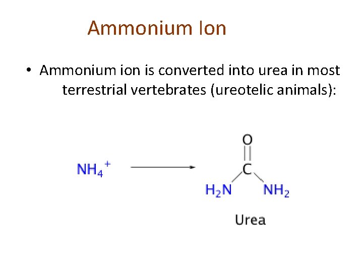 Ammonium Ion • Ammonium ion is converted into urea in most terrestrial vertebrates (ureotelic