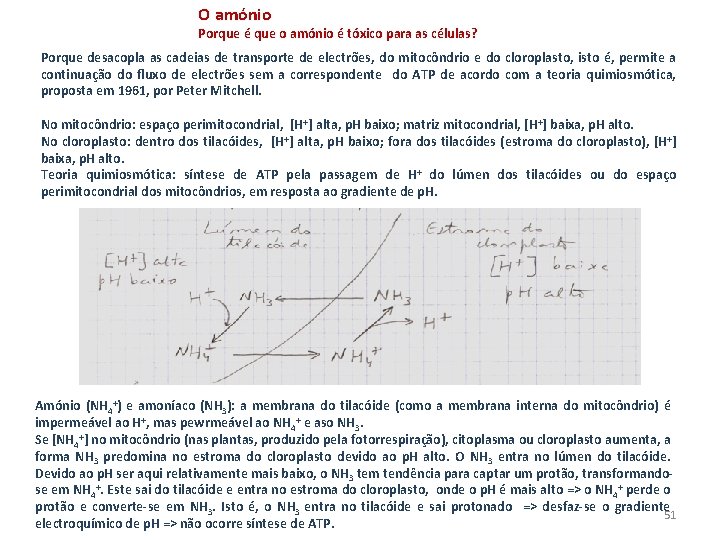 O amónio Porque é que o amónio é tóxico para as células? Porque desacopla