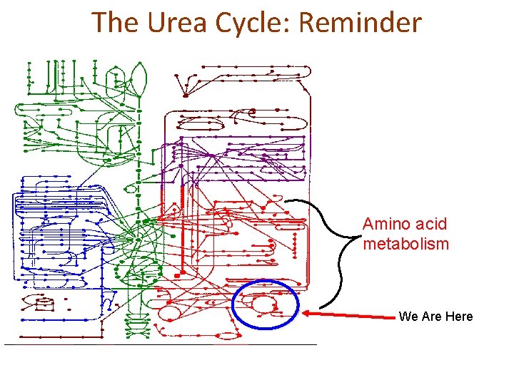 The Urea Cycle: Reminder Amino acid metabolism We Are Here 