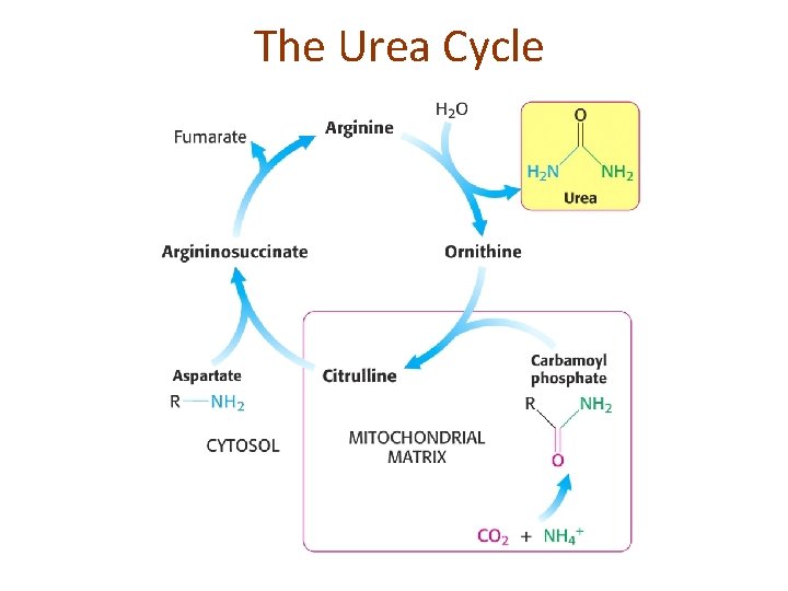 The Urea Cycle 