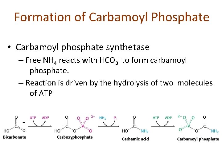Formation of Carbamoyl Phosphate • Carbamoyl phosphate synthetase – Free NH 4 reacts with