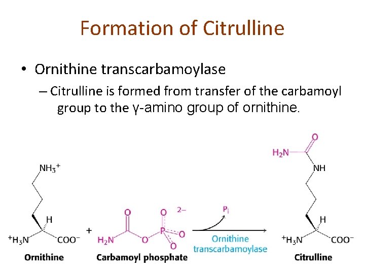 Formation of Citrulline • Ornithine transcarbamoylase – Citrulline is formed from transfer of the