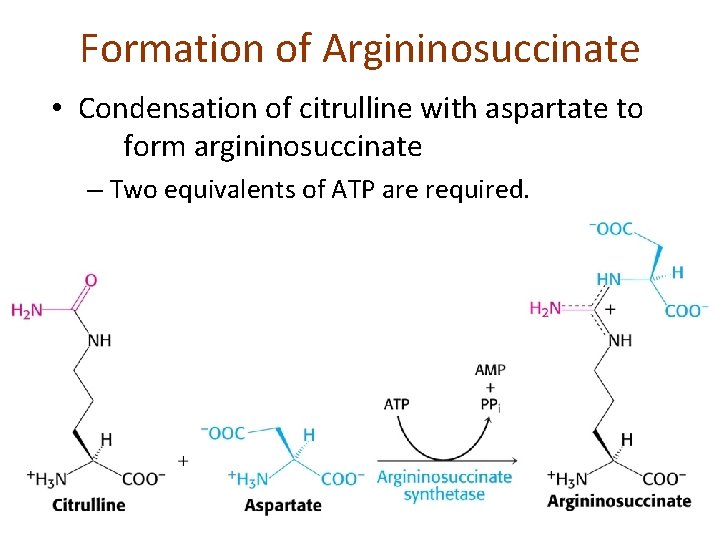 Formation of Argininosuccinate • Condensation of citrulline with aspartate to form argininosuccinate – Two