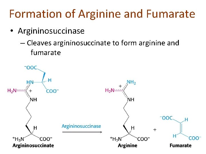 Formation of Arginine and Fumarate • Argininosuccinase – Cleaves argininosuccinate to form arginine and