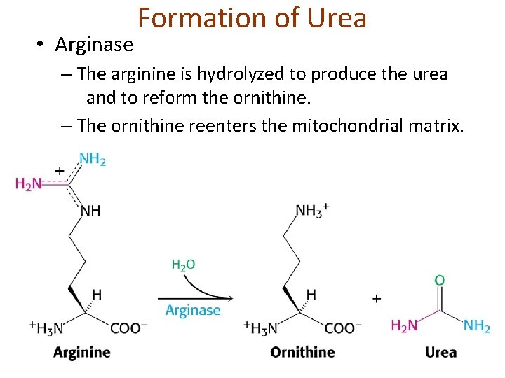  • Arginase Formation of Urea – The arginine is hydrolyzed to produce the