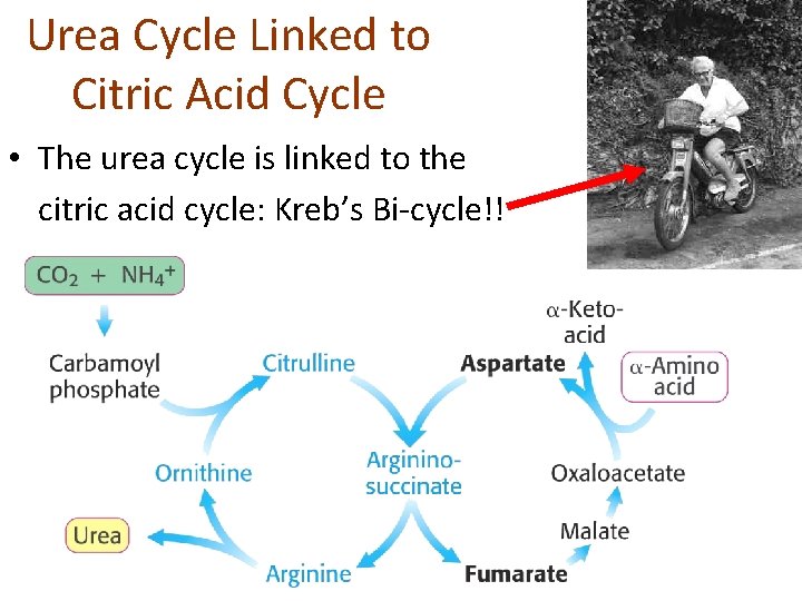 Urea Cycle Linked to Citric Acid Cycle • The urea cycle is linked to