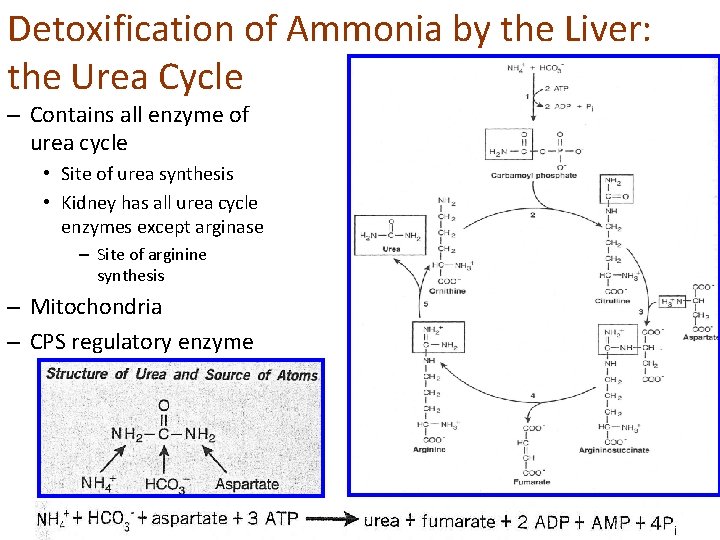 Detoxification of Ammonia by the Liver: the Urea Cycle – Contains all enzyme of