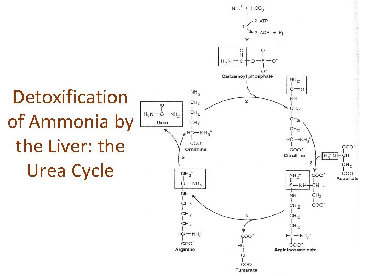 Detoxification of Ammonia by the Liver: the Urea Cycle 