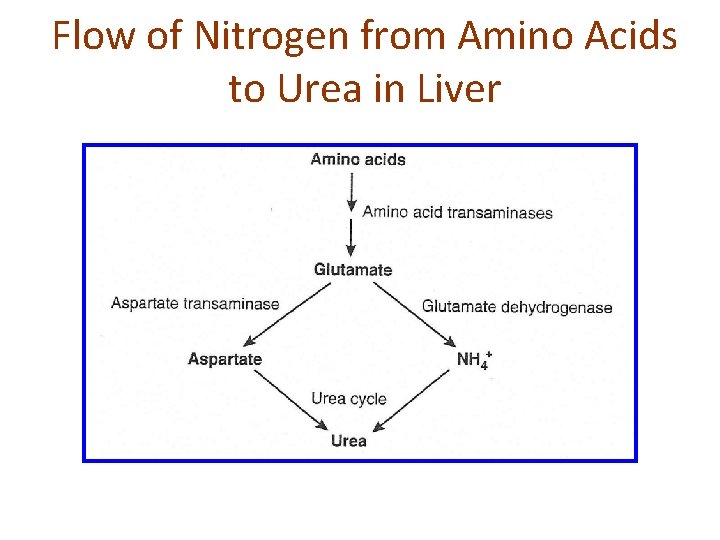 Flow of Nitrogen from Amino Acids to Urea in Liver 